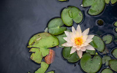 A white water lily in bloom in the pond of the Winter Garden.