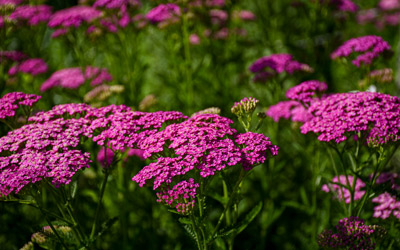 Vibrant pink flowers bloom along a bed.