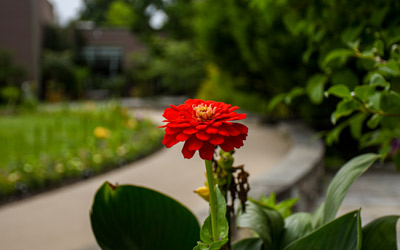 A red zinnia in bloom in the Winter Garden.