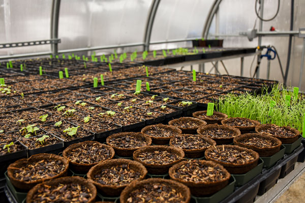 Reusing plastic trays keeps them out of landfills. Photo by Megan Stouffer/New England Botanic Garden.