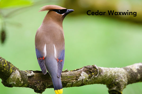 Close up of a cedar waxwing