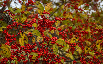 DSC_8252-winterberry Clusters of small red berries sit on branches of a winterberry shrub.