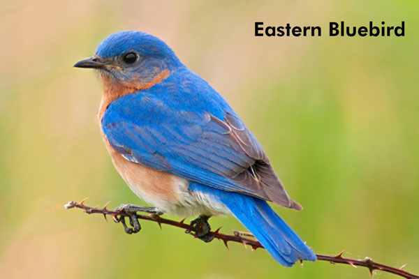 Close up of a Eastern Bluebird