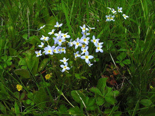 bluets (Houstonia caerulea)
