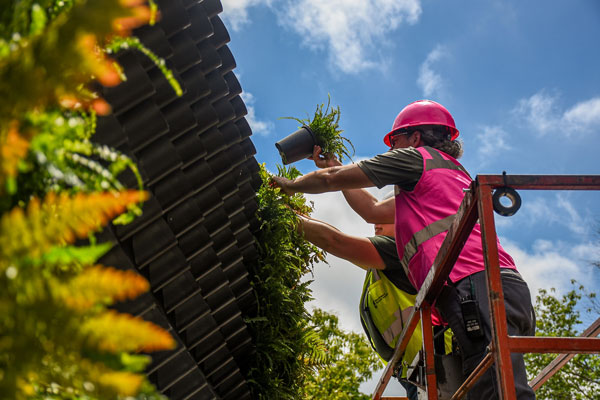 Horticulture staff adds plants to the living wall.