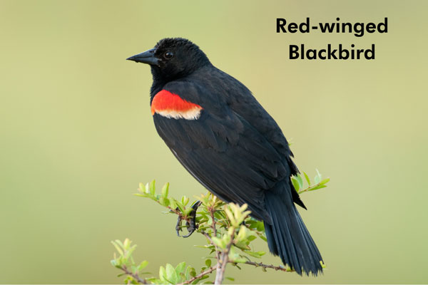 close up of a red winged blackbird