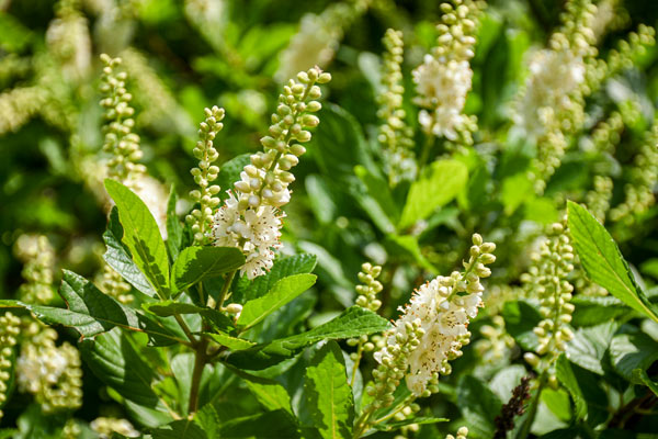 Sweet pepperbush (Clethra alnifolia 'Paniculata')