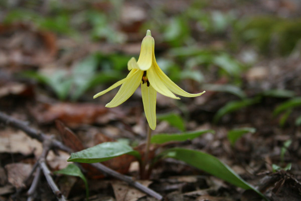 trout lily (Erythronium americanum)