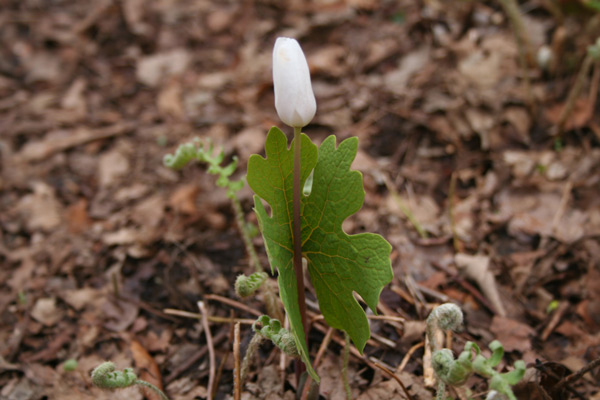 bloodroot (Sanguinaria canadensis)
