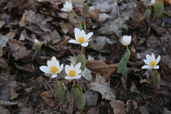 bloodroot (Sanguinaria canadensis)