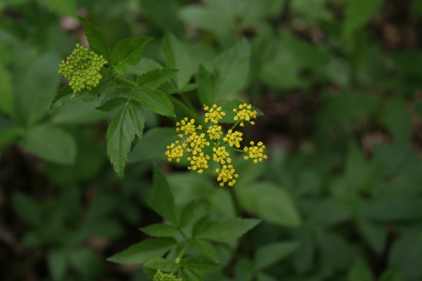 golden alexanders (Zizia aurea)