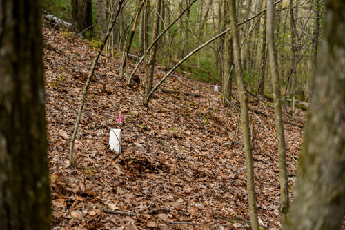 Two chestnut tree seeds are marked with flags and encases with biodegradable containers.