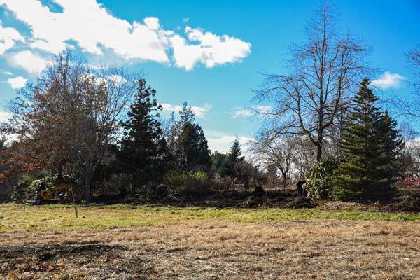 The beneficial border filled trees and plants