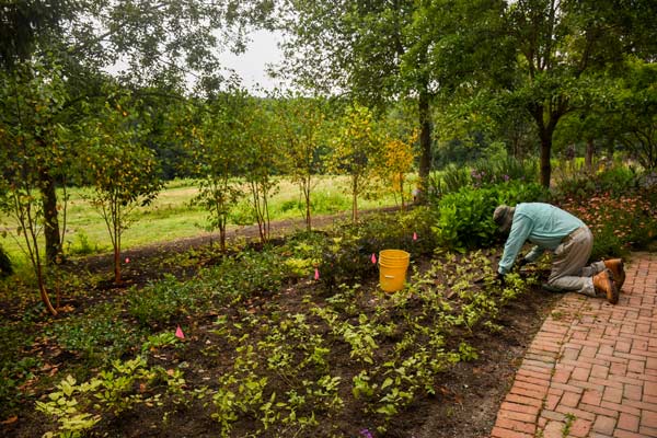 A Volunteer working on the beneficial border