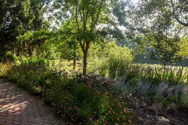 The beneficial border filled with plants.
