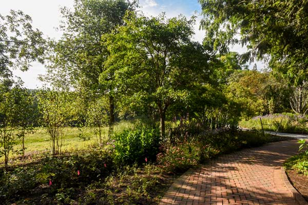 The beneficial border filled with plants
