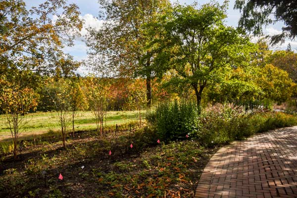 The beneficial border filled with mulch and plants on a sunny day.
