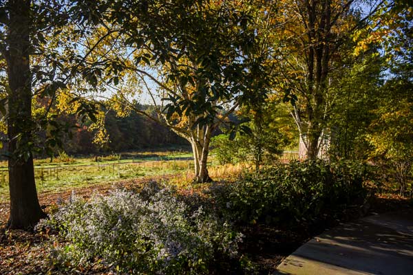 The beneficial border filled with mulch and plants on a sunny day.