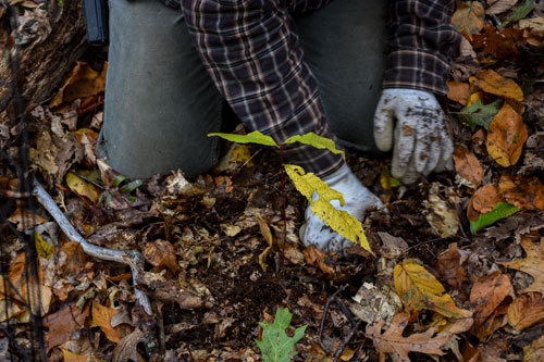 A chestnut tree seedling is planted. The seedling has three leaves.