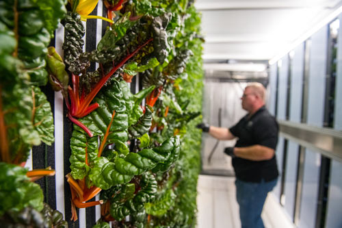 Close up of plants growing from a wall from a locally sourced plant distributor.