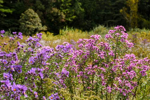Purple asters bloom in the garden.