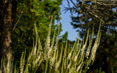 White clustered flowers bloom on bugbane in the Lawn Garden.