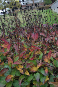Brown gum-drop seed heads of orange coneflower