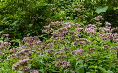 Many Joe Pye weed plants bloom with pink flowers.