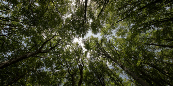 terrific-trees_eco-exploration-header-image Perspective of looking up at trees in a dark forest