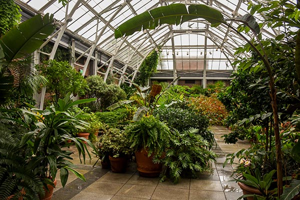 The Garden’s conservatory collection includes a wide variety of tropical and subtropical plants.
