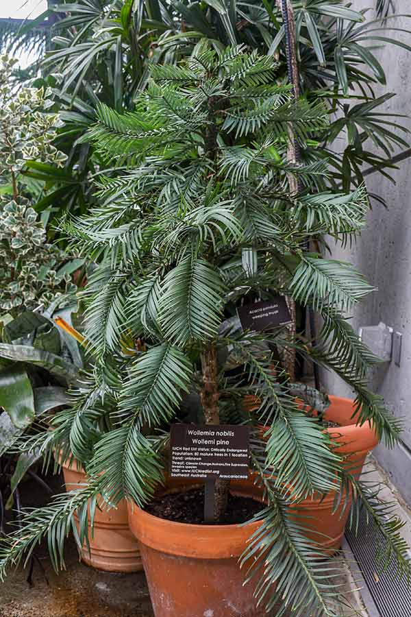 Botanic gardens are places of learning and conservation. When visitors wander the conservatories they may find plants on the IUCN Red List of Threatened Species.