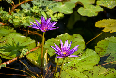 Purple-pink water lilies