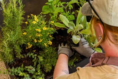 Halie pots one of the terrace planters with an assortment of fragrant plants. 