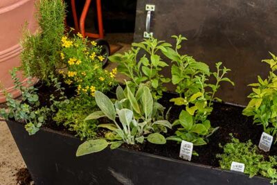 Various plants await being placed into the terrace box.