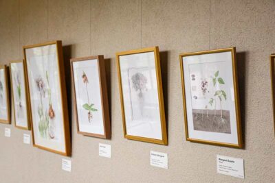 Botanical illustrations from the Rooted Exhibitions done by NESBA hanging.